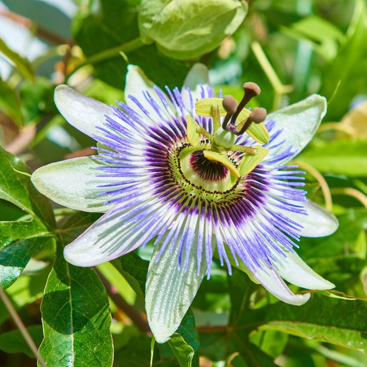 Passiflora caerulea Plants - Outdoor GROW TROPICALS