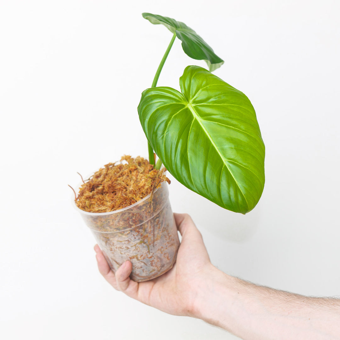 philodendron pasta Philodendron pastazanum | Plants