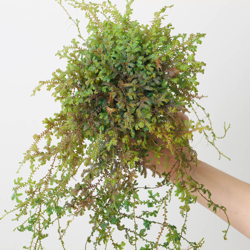 Selaginella uncinata 'Patina' Plants GrowTropicals