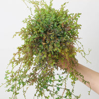 Selaginella uncinata 'Patina'