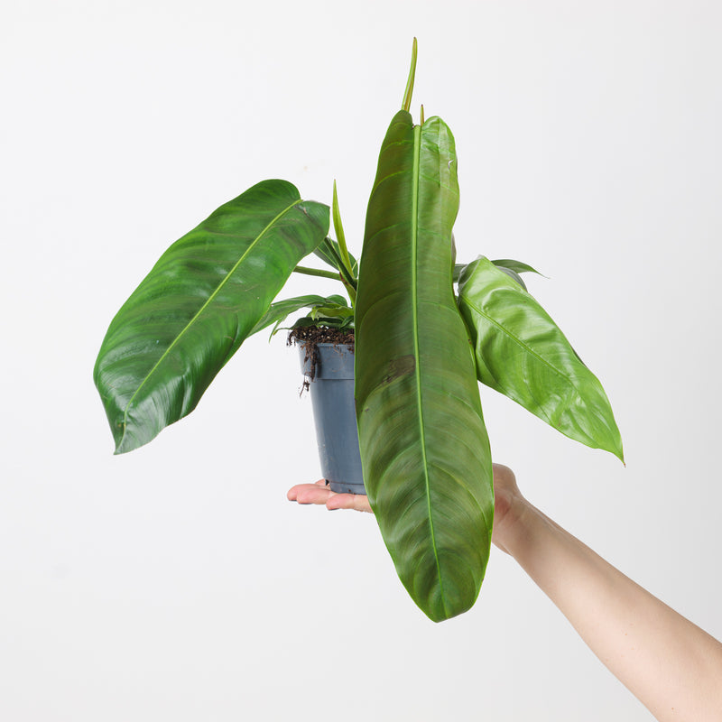 Imperfect Philodendron patriciae 12cm (Imperfect) Plants GrowTropicals