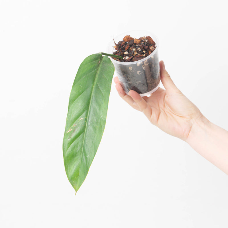 Philodendron patriciae — 9cm Prop