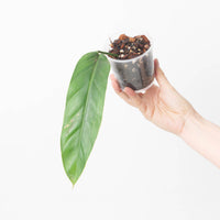 Philodendron patriciae