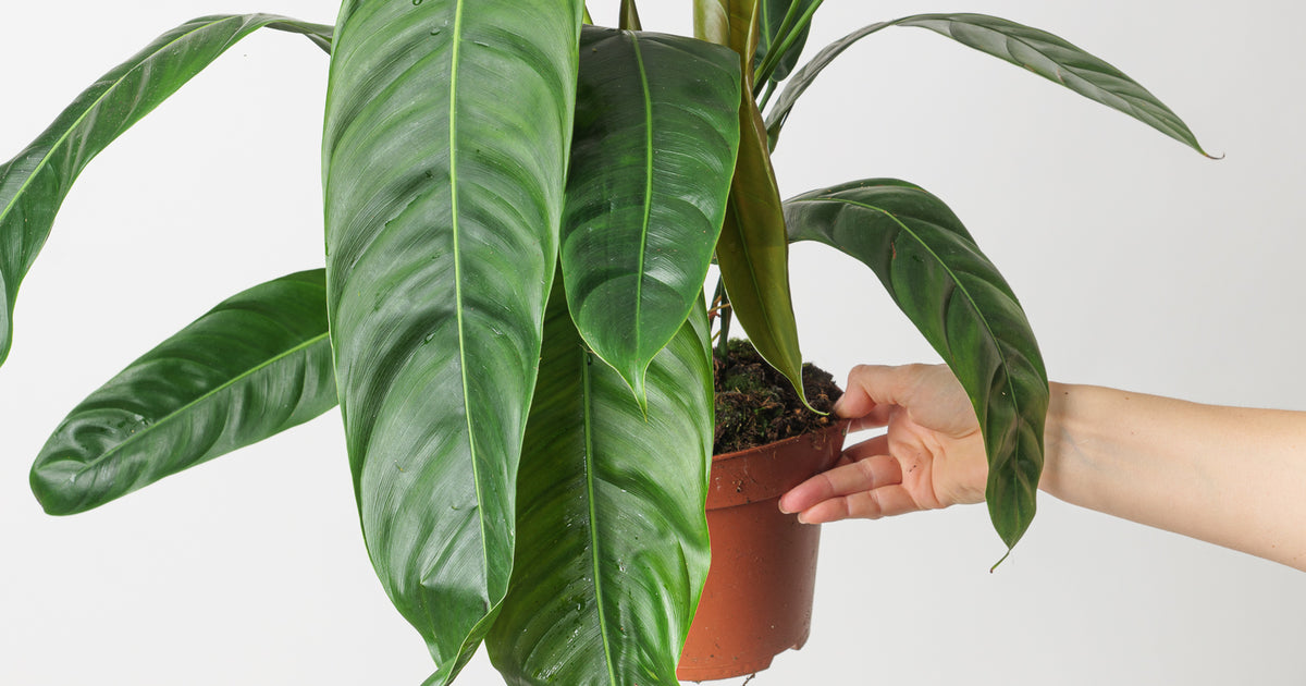 Philodendron patriciae | Plants