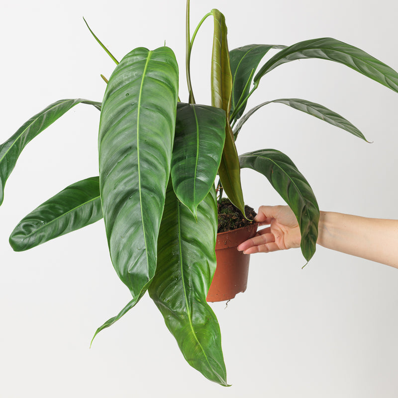 Imperfect Philodendron patriciae Plants GrowTropicals