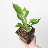 Hosta 'Patriot'