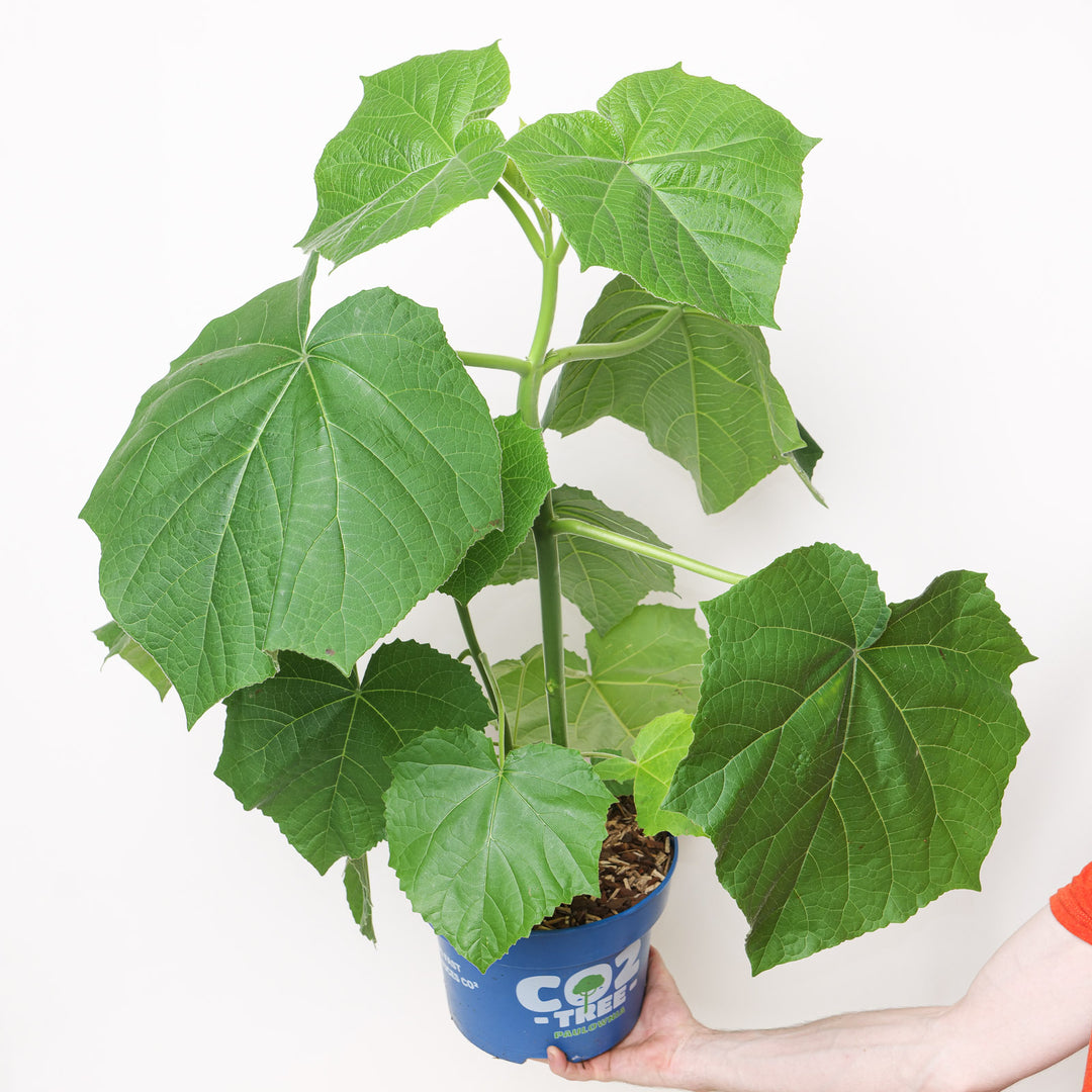 Paulownia elongata 'Futuro' Plants - Outdoor GROW TROPICALS