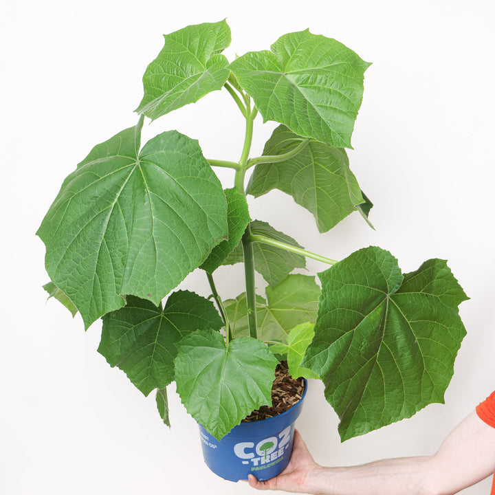 Paulownia elongata 'Futuro' 23cm / 5L Plants - Outdoor GROW TROPICALS