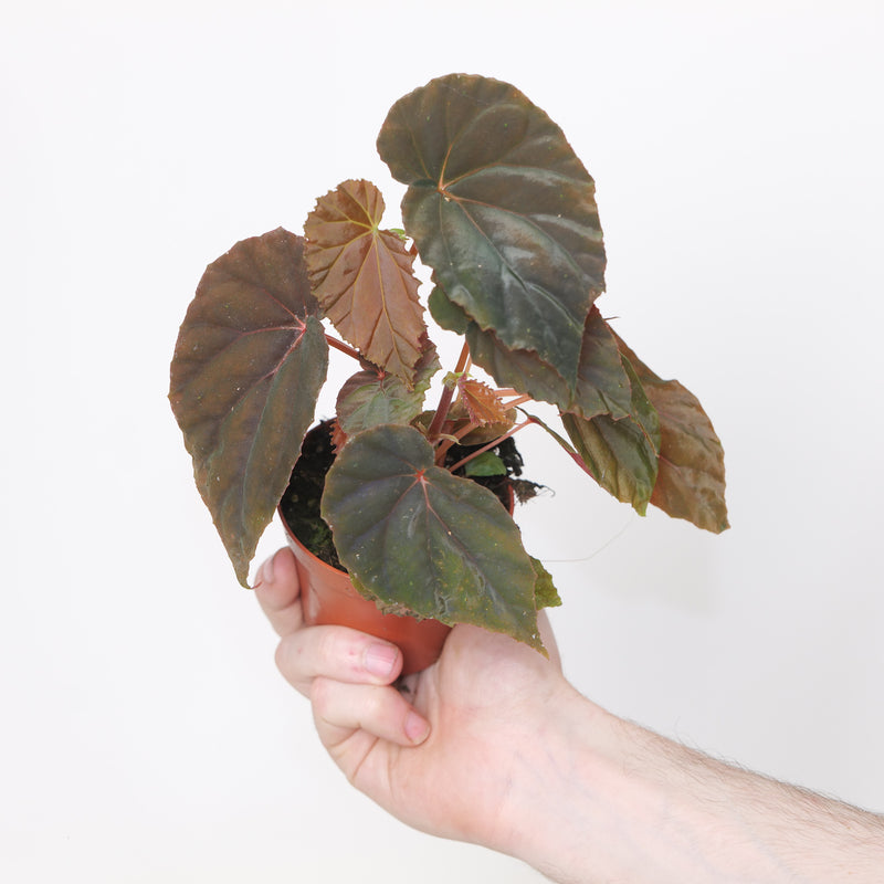 Begonia Pavonina Hybrid Plants GrowTropicals