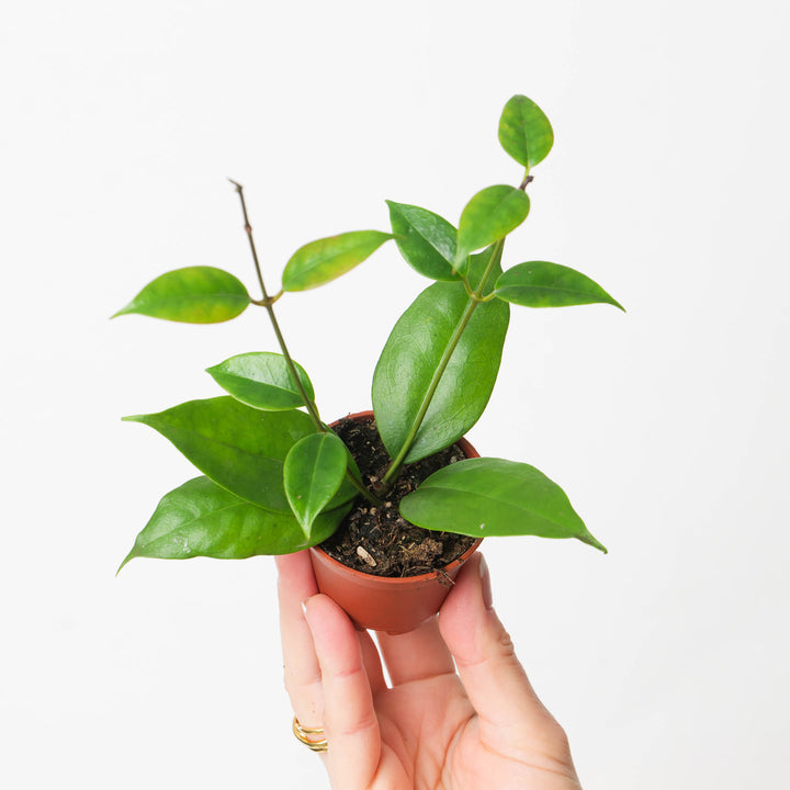 Hoya paziae Philippines 6cm Plants GrowTropicals