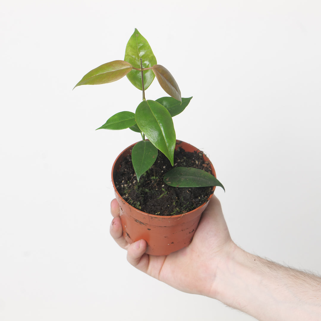 Hoya paziae Philippines 10.5cm Plants GrowTropicals