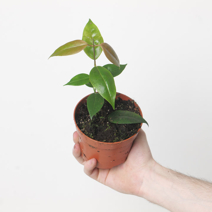 Hoya paziae Philippines 10.5cm Plants GrowTropicals