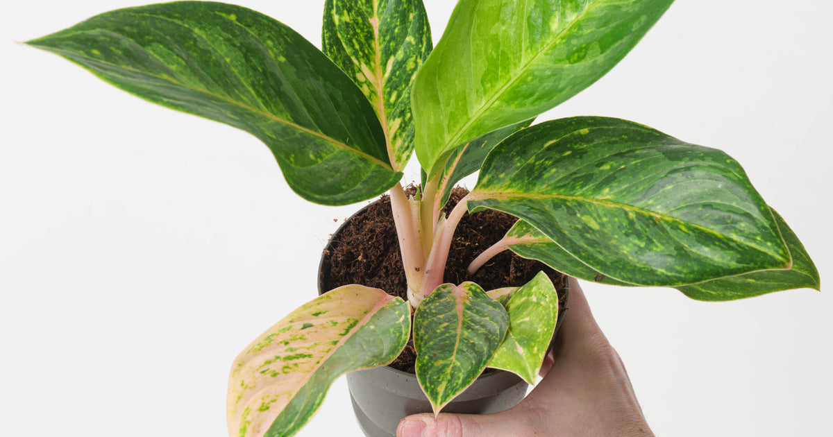 aglaonema pink pearl care Aglaonema 'Peach Pearl' | Plants
