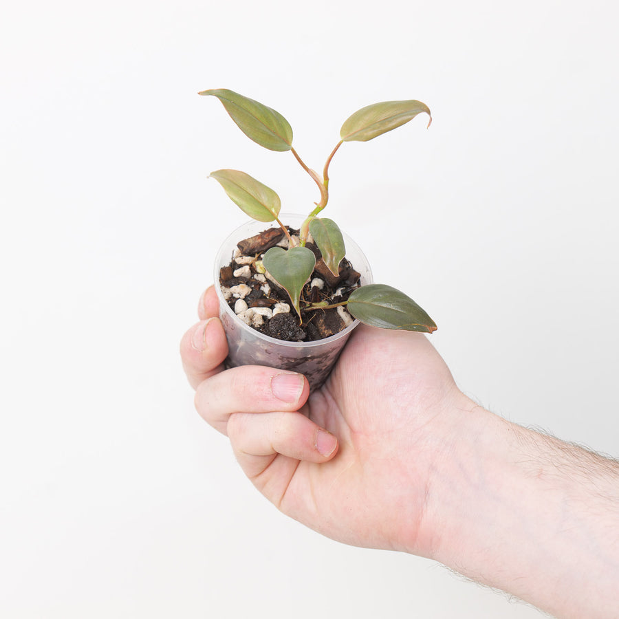 Philodendron sp. 'Mini Peach Tunnel' 6cm Plants GrowTropicals