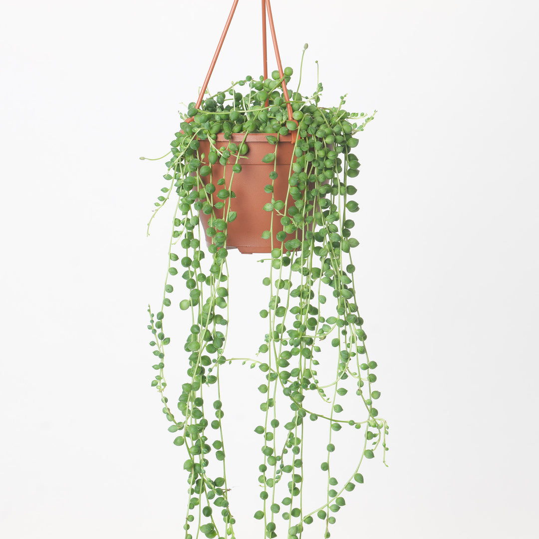 senecio hanging plant Senecio rowleyanus 'String of Pearls' | Plants