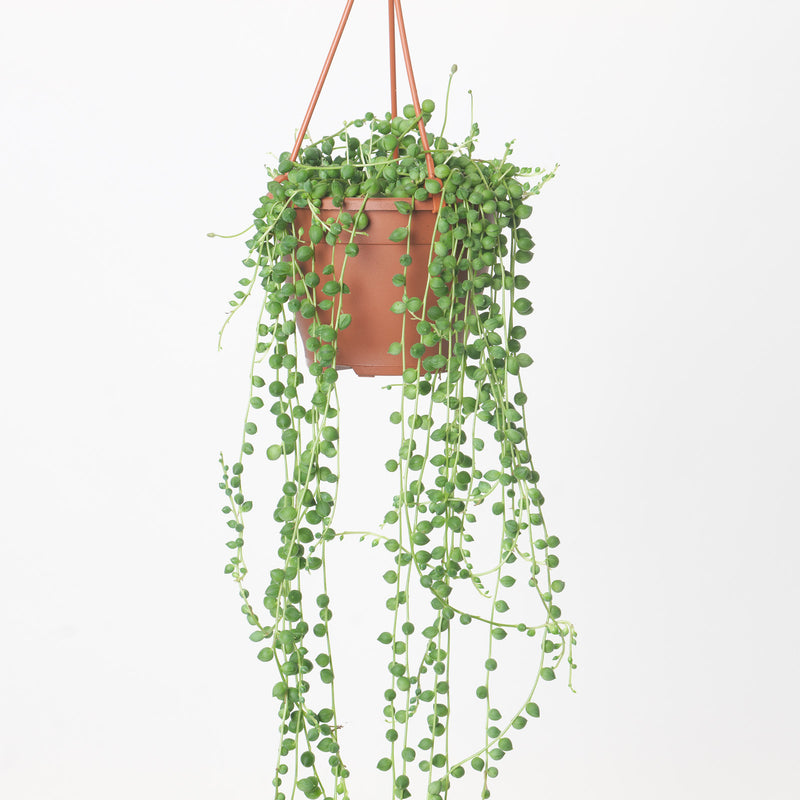 Senecio rowleyanus 'String of Pearls' Plants GrowTropicals