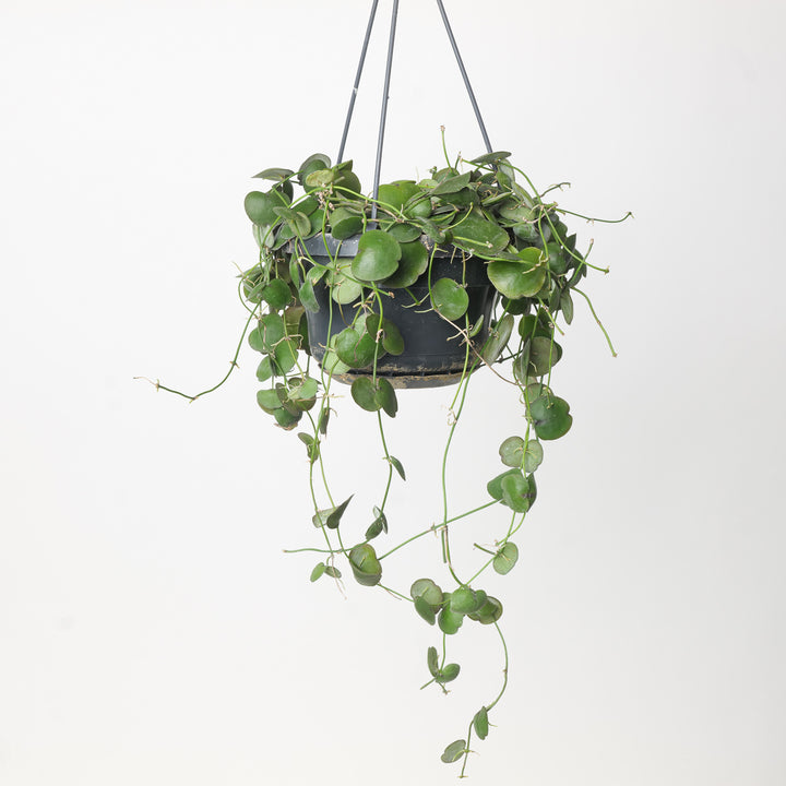 Dischidia pectenoides 14cm Plants GrowTropicals