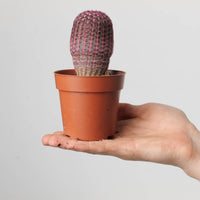 Echinocereus pectinatus
