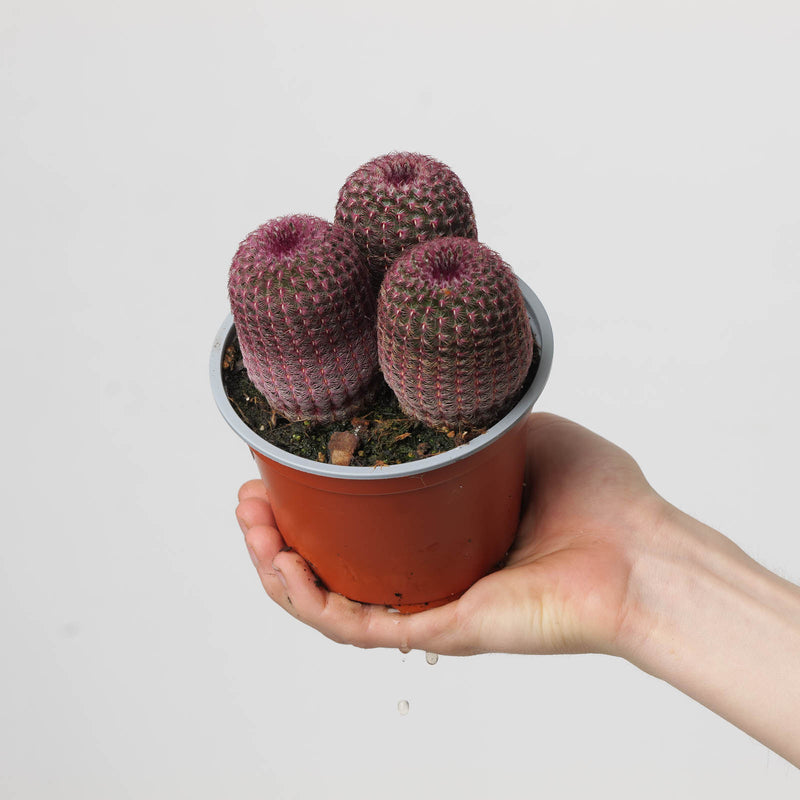 Echinocereus pectinatus 12cm Plants GrowTropicals