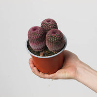 Echinocereus pectinatus