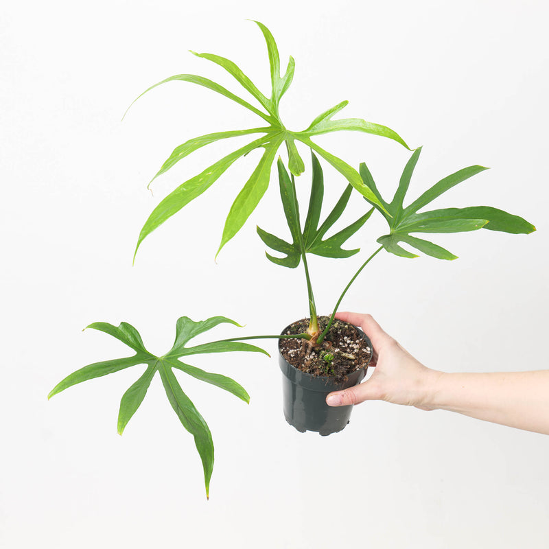 Imperfect Anthurium pedatoradiatum Plants GrowTropicals