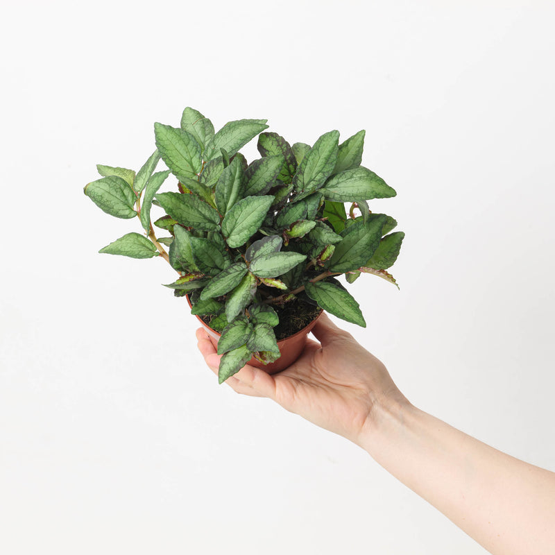 Pellionia repens 12cm Plants GrowTropicals