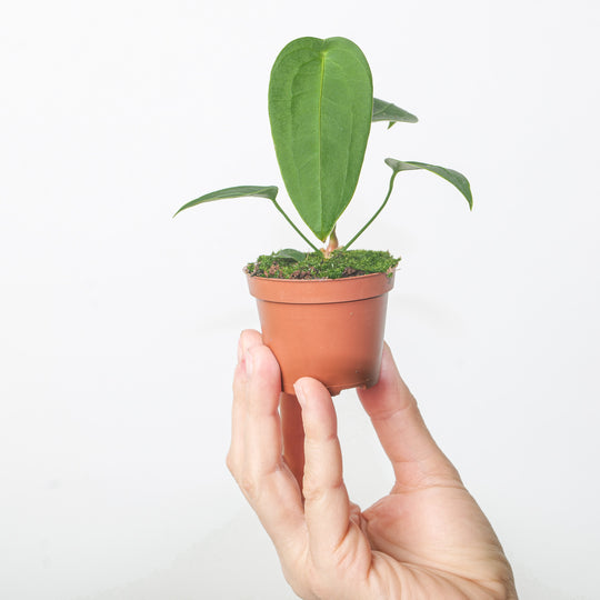 Anthurium peltigerum 6cm Plants GrowTropicals