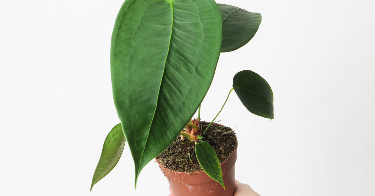 anthurium peltigerum chocolate Anthurium peltigerum | Plants