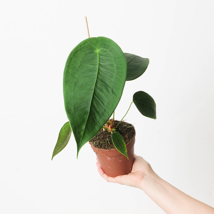 Anthurium peltigerium 12cm Plants GrowTropicals