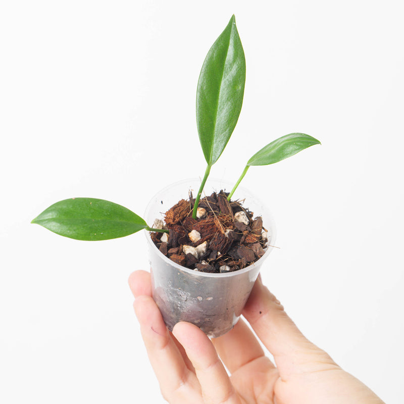 Anthurium pendens 'True Form' Plants GrowTropicals