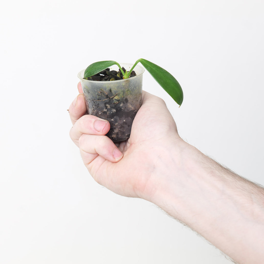anthurium pendens for sale Anthurium pendens 'True Form' | Plants