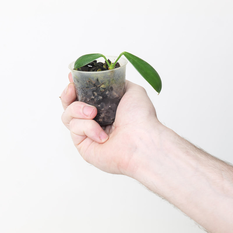 Anthurium pendens 'True Form' — 6cm