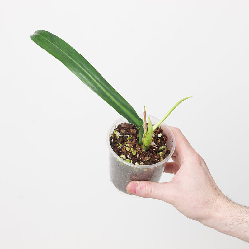 Philodendron pendulatum aff Plants GrowTropicals