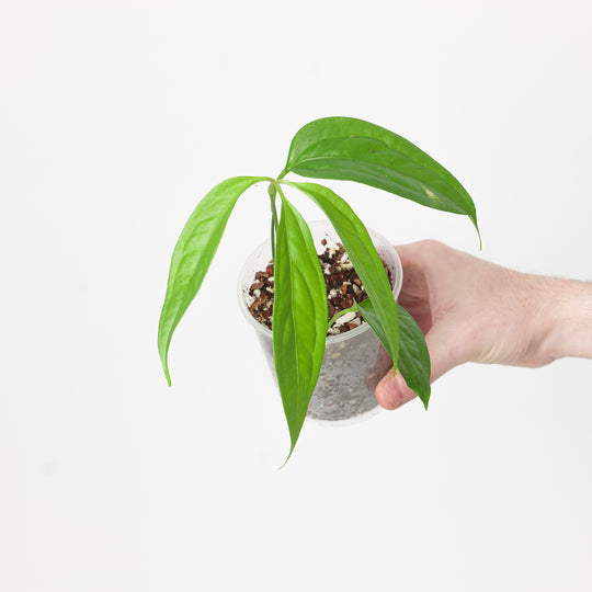 Anthurium pentaphyllum 9cm Plants GrowTropicals