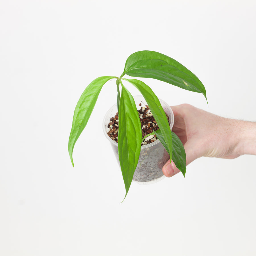 Anthurium pentaphyllum - GROW TROPICALS