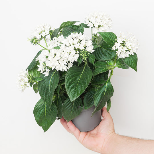Pentas lanceolata 'Starcluster White' Plants GrowTropicals