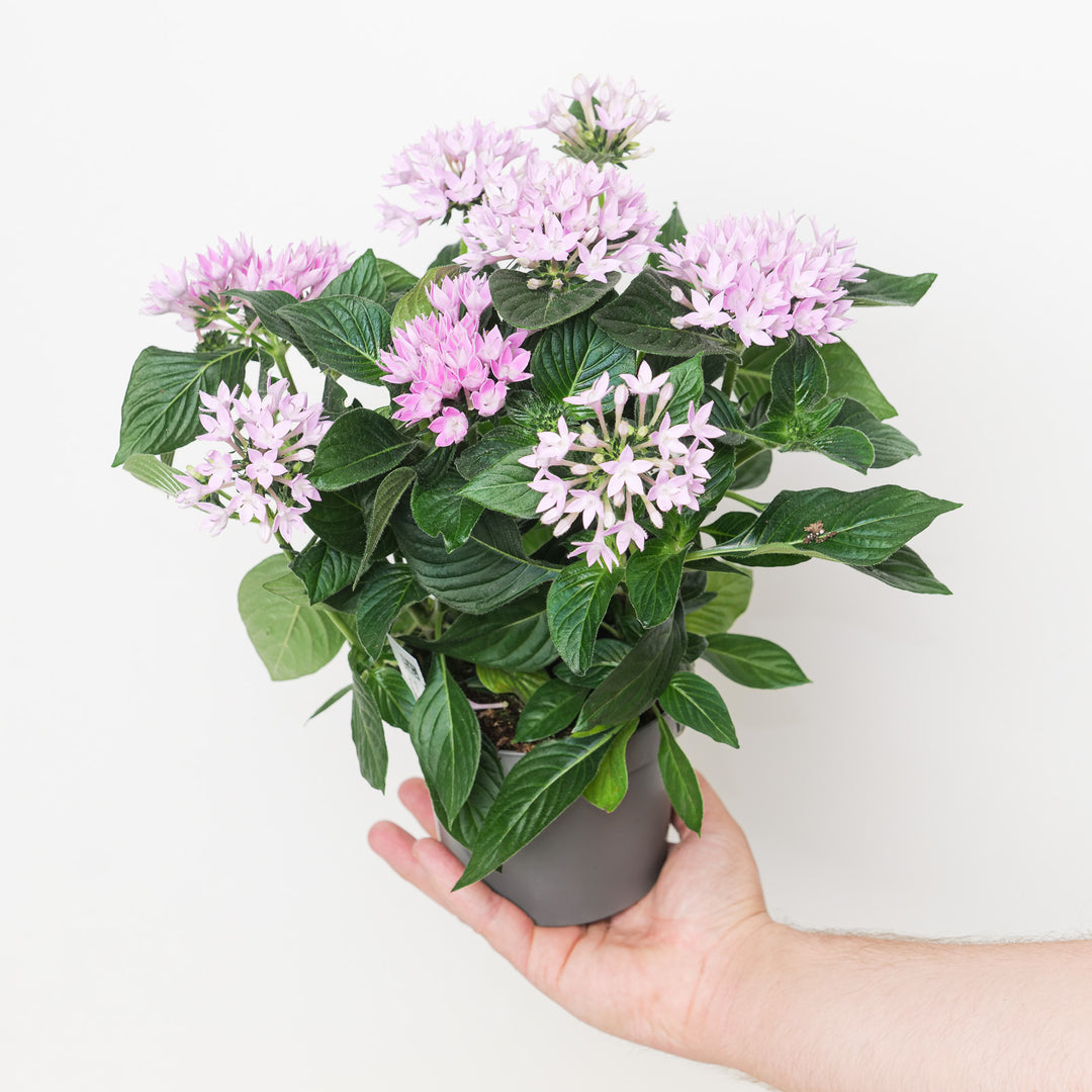 Pentas lanceolata 'Starcluster Lilac'