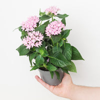 Pentas lanceolata 'Starcluster Pink'