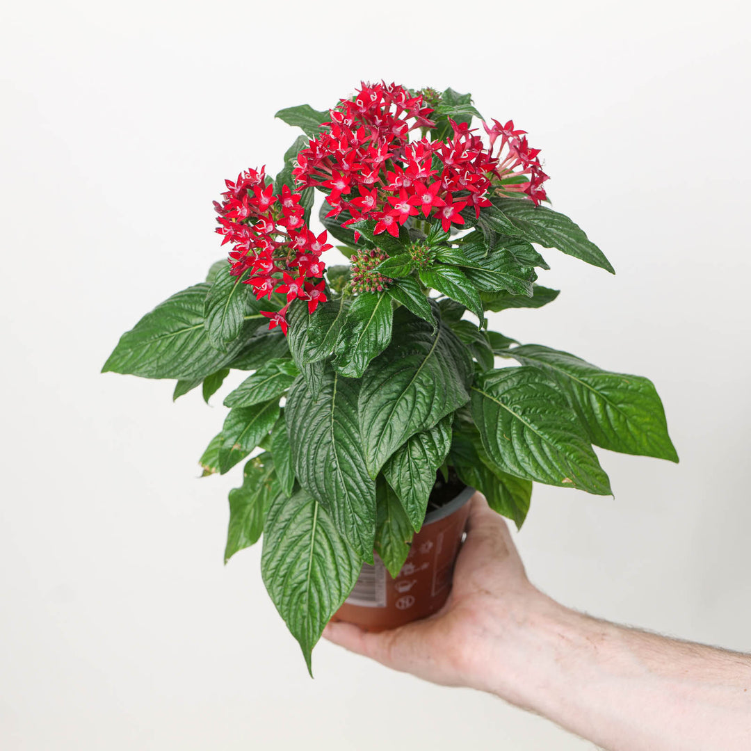 Pentas lanceolata 'Starcluster Red'