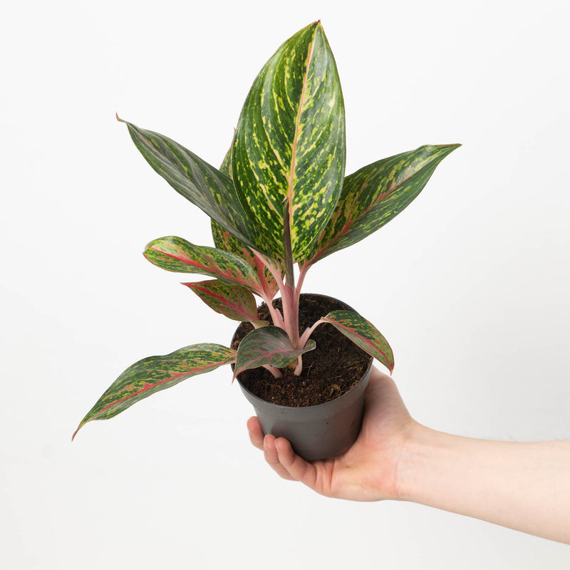 Aglaonema Pepper Bells Plants GrowTropicals