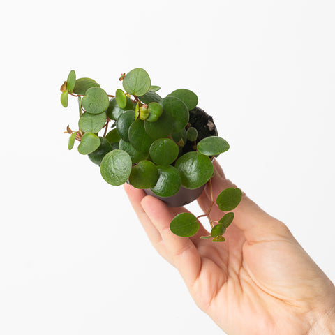 Peperomia Pepperspot 6cm Plants GrowTropicals