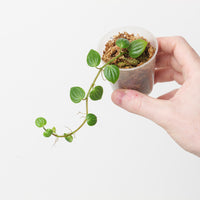Peperomia sp Peru 'Pleated Foliage'