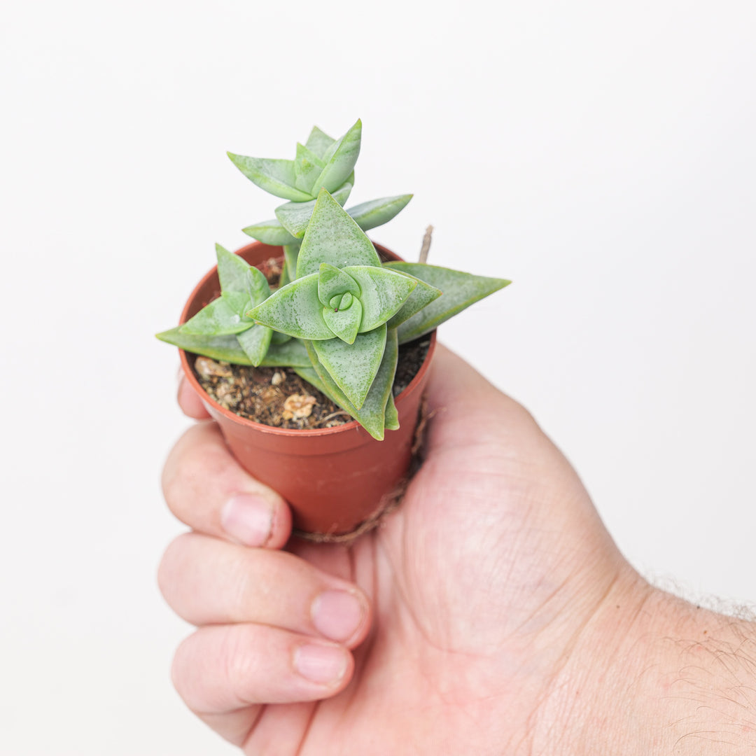 Crassula perforata 'Pagoda' (String of Buttons) Plants GrowTropicals