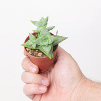 Crassula perforata 'Pagoda' (String of Buttons)