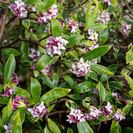 Daphne Perfume Princess Plants - Outdoor GROW TROPICALS
