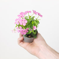 Catharanthus roseus Pink