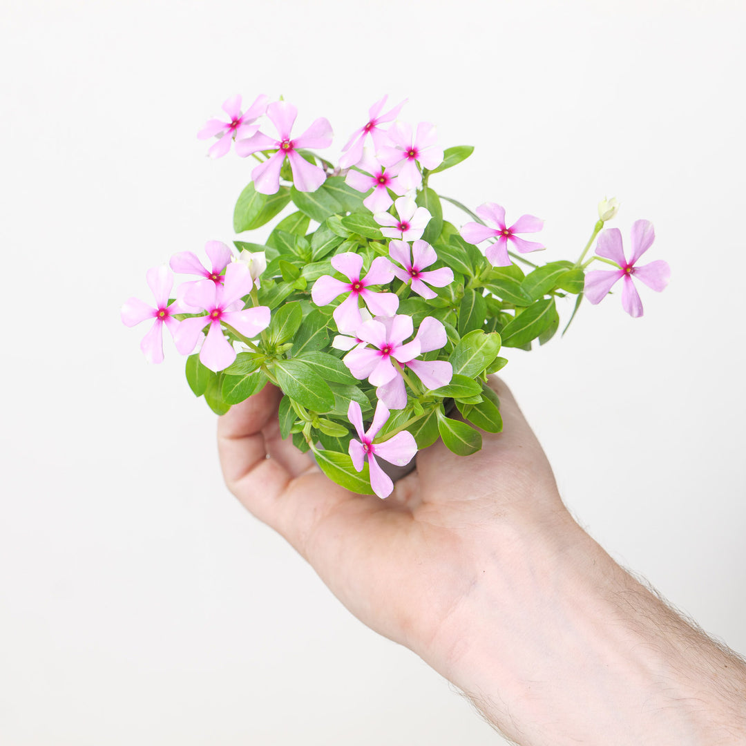 Catharanthus roseus Light Pink
