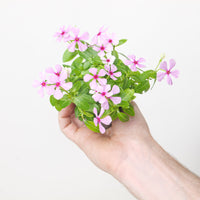 Catharanthus roseus Light Pink