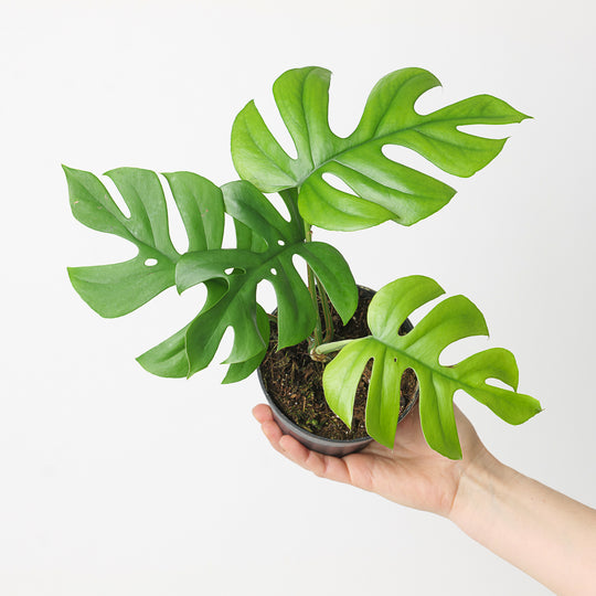 Imperfect Rhaphidophora pertusa Plants GrowTropicals