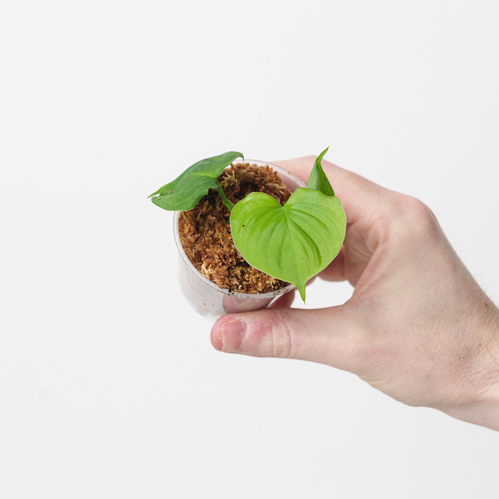 philodendron peru for sale Philodendron fibraecataphyllum